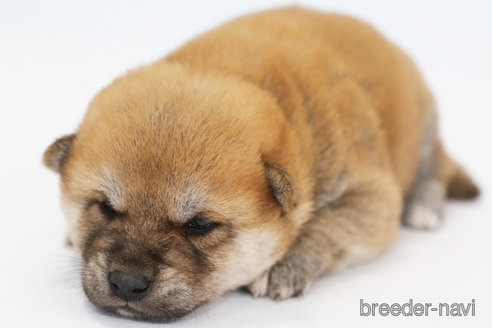 成約済の神奈川県の柴犬-342782の3枚目